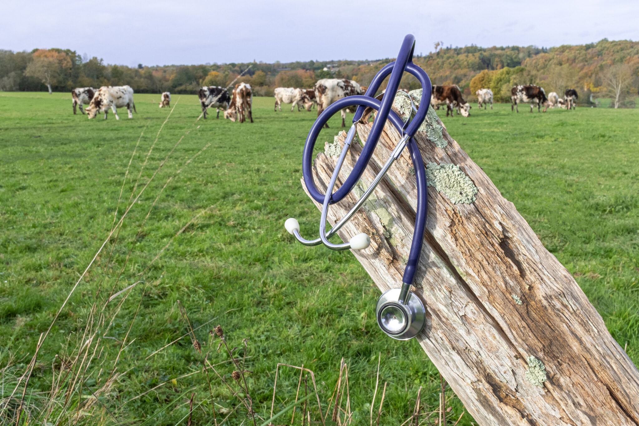 Tennessee Now Has the Highest Share of Rural Hospitals at Risk of Closing in America. David Kustoff Voted for the Law Taking $7 Billion Out of TennCare.
